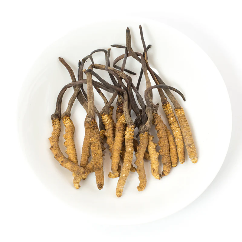 ถั่งเช่าทิเบต