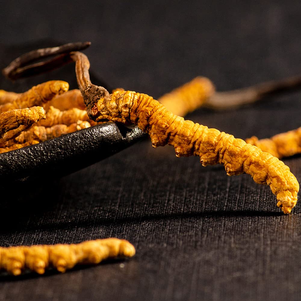 ถั่งเช่าทิเบต