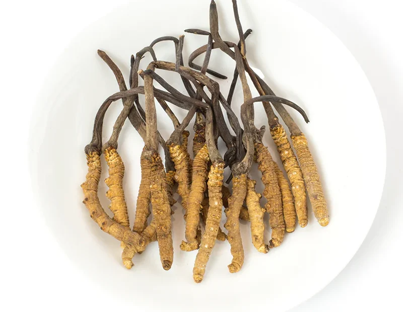 ถั่งเช่าทิเบต